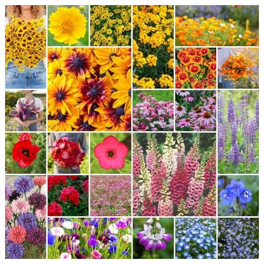 Pacific Northwest Wildflower Seed Mix