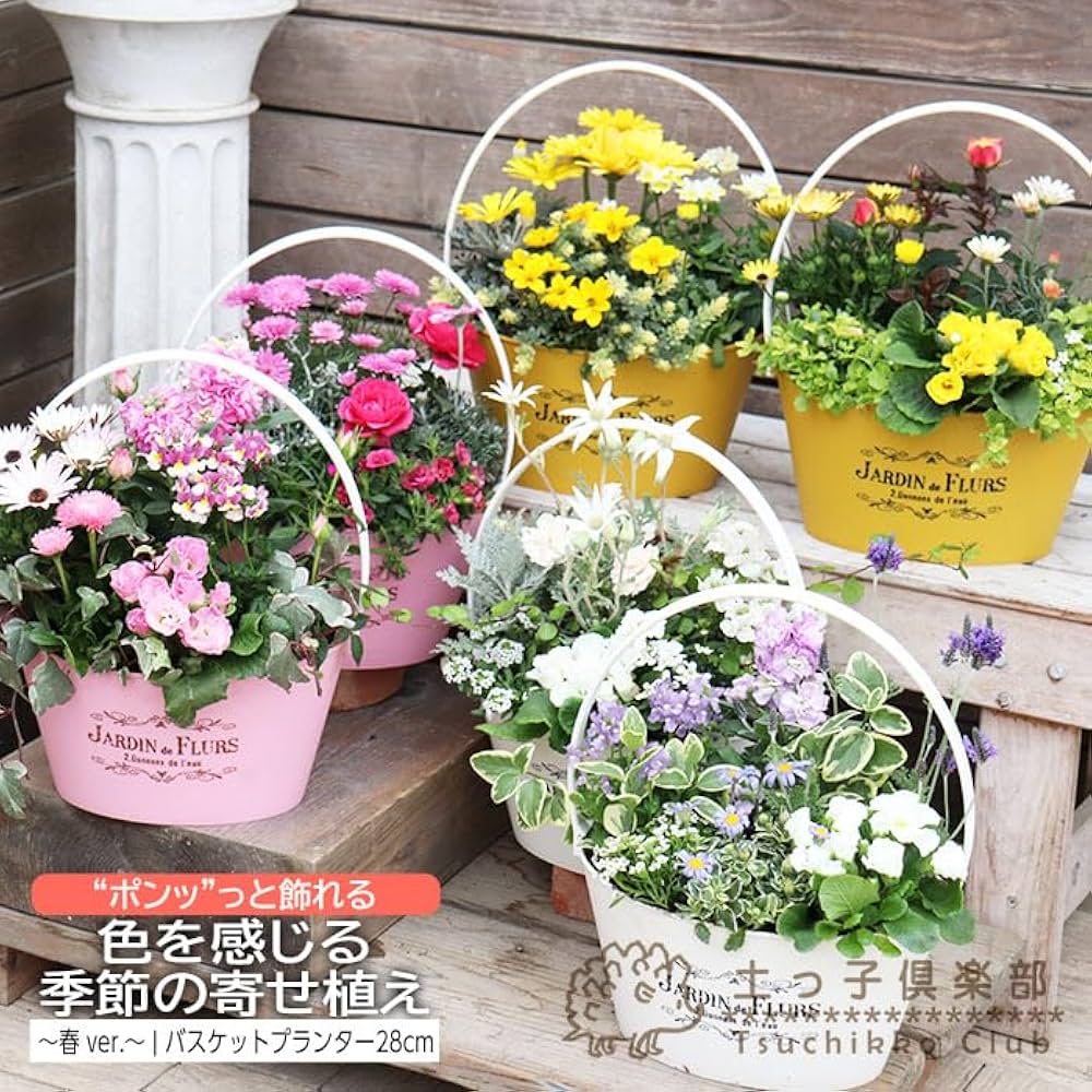 * * *ほっこり冬カラーの寄せ植え あったか！】温かな気持ちになる暖色カラーの冬の寄せ植え