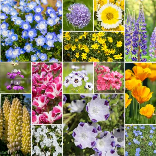 Willard & May Northwest All Perennial Wildflower Seed Mix, Cool Climate Flowers for Full Sun, 25,000+ Bulk Flower Seeds, 14 Varieties, Pollinator Friendly, Plant in Spring or Fall (1 Ounce)