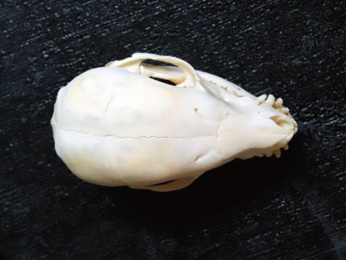 JJ Wessels Splash 9.75 inch Captain Fin DEFLOW SURF Fins - Shop