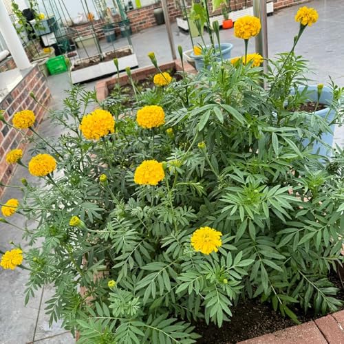 semillas de caléndula caléndula perenne resistente, jardín rocas resistentes silvestres, para bancales elevados 300pcs