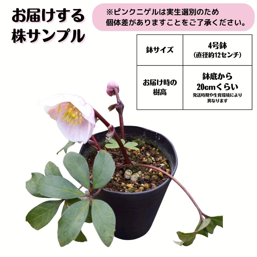 Amazon.co.jp: ピンクニゲル苗 広瀬園芸 花付き充実株 ウィンター