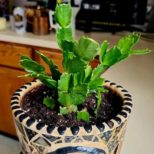 Red Christmas Cactus Plants Live, 4 to 6 Inch Tall Live Christmas Cactus Bare Roots, Perennial Well Rooted Flower Plants, Holiday Houseplant, No Pot Red Christmas Cactus Plants Live, 4 to 6 Inch Tall Live Christmas Cactus Bare Roots, Perennial Well Rooted Flower Plants, Holiday Houseplant, No Pot