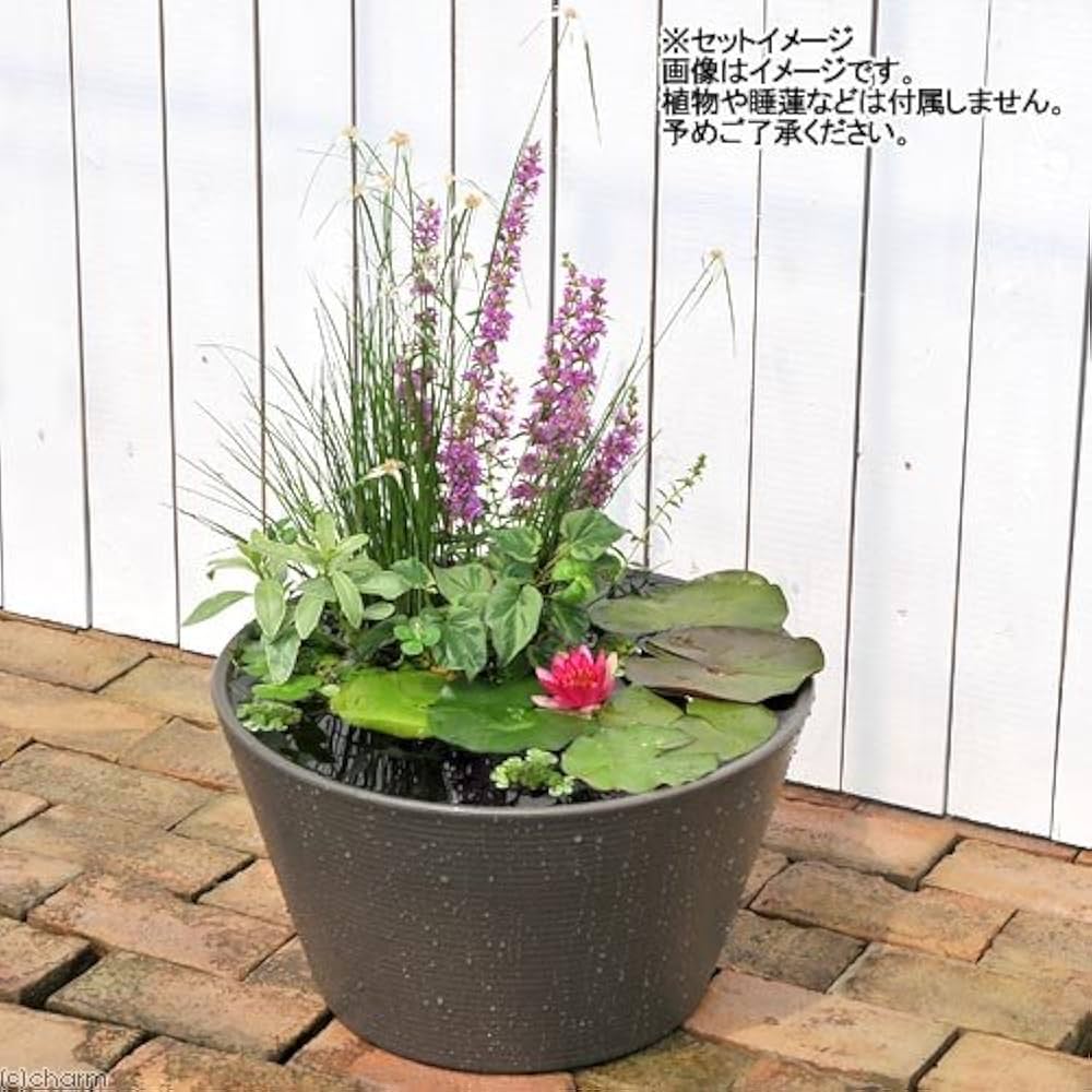 Amazon.co.jp: 睡蓮鉢 メダカ鉢 金魚鉢 ブラウン 直径44cm