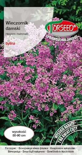 Verdica Evening Dame's Rocket Hesperis matronalis Graines de roquette – Gemme vivace pour sols humides, parfaites pour les fleurs coupées et les parterres, parfumées, 80-90 cm de haut, rustiques et