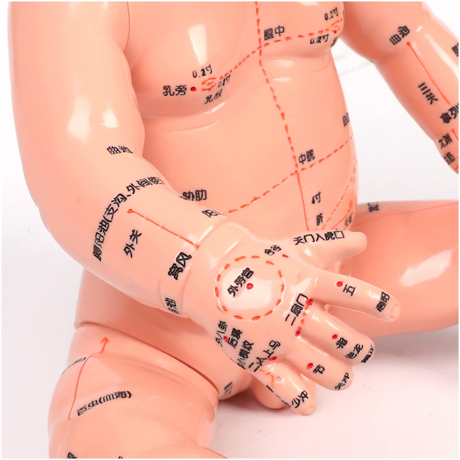 Amazon.co.jp: 小児マッサージ人形モデル - 50cmのツボ人形モデル