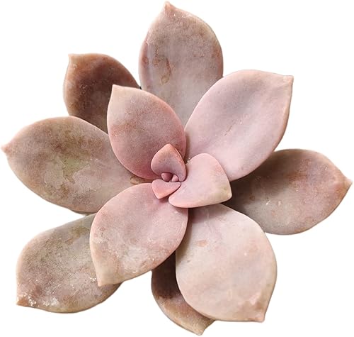 Plantas de cactus suculentas vivas de USKC (maceta de 2 pulgadas) (Graptopetalum Superbum)