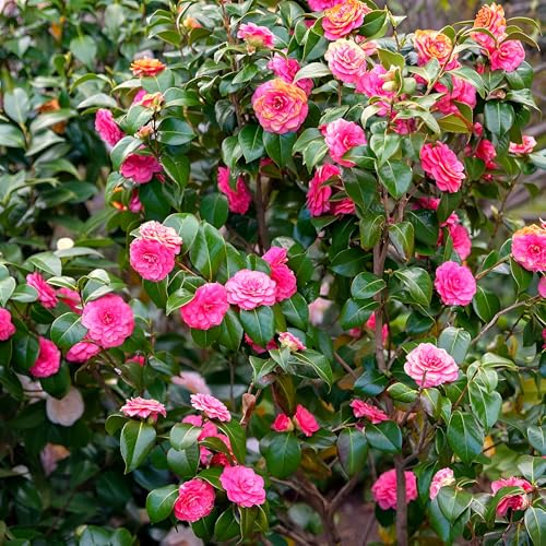 Image of Double Petal Pink Camellia Flower Live Plants (Without Pot)| Most Beautiful Live Plant| Ideal for Home Gardening Outdoor and Indoor Planting | Natural and Organic
