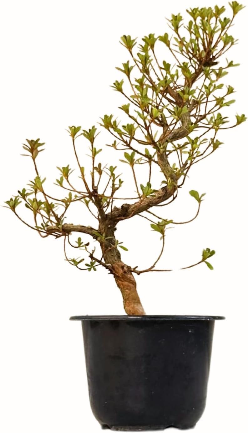 Satsuki Azalee Bonsai – 1x Japanischer Outdoor Bonsai Baum – Perfekter Anfänger- Winterhart – 12 cm Topf – Pflegeleichter Blütenbonsai – Blüht in Wunderschönen Farben (Benibeni)