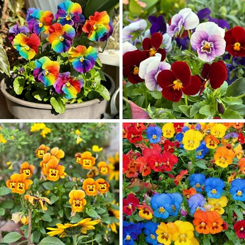Viola Cornuta Flower Seeds for Planting 1000+ Mixed Double Viola Pansy Seeds Perennial Flower Plants Non-GMO Heirloom Cornuta Seed for Home Garden