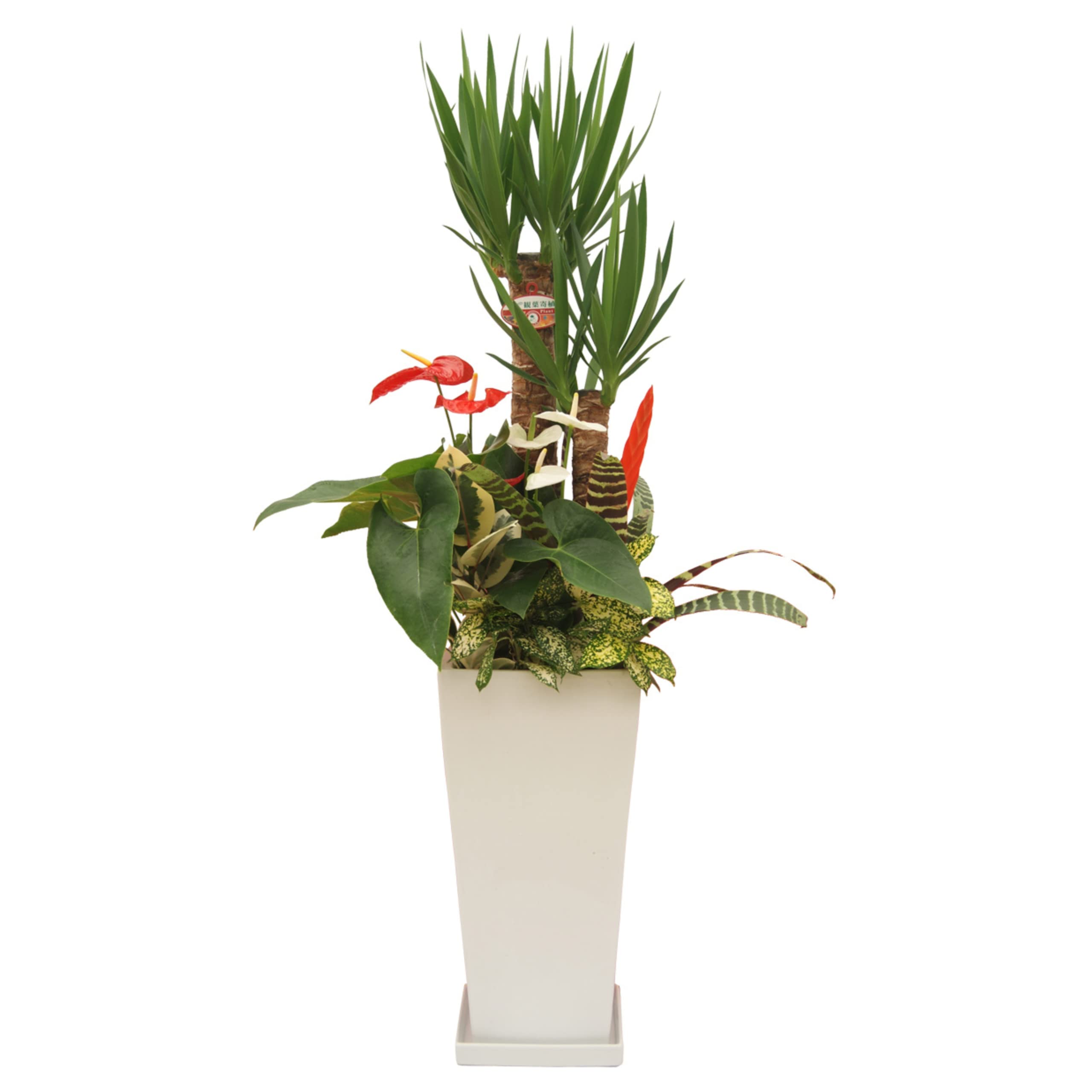 Amazon|【サムライフラワー】観葉植物 青年の木(ユッカ)寄せ Amazon|【サムライフラワー】観葉植物 青年の木(ユッカ)寄せ