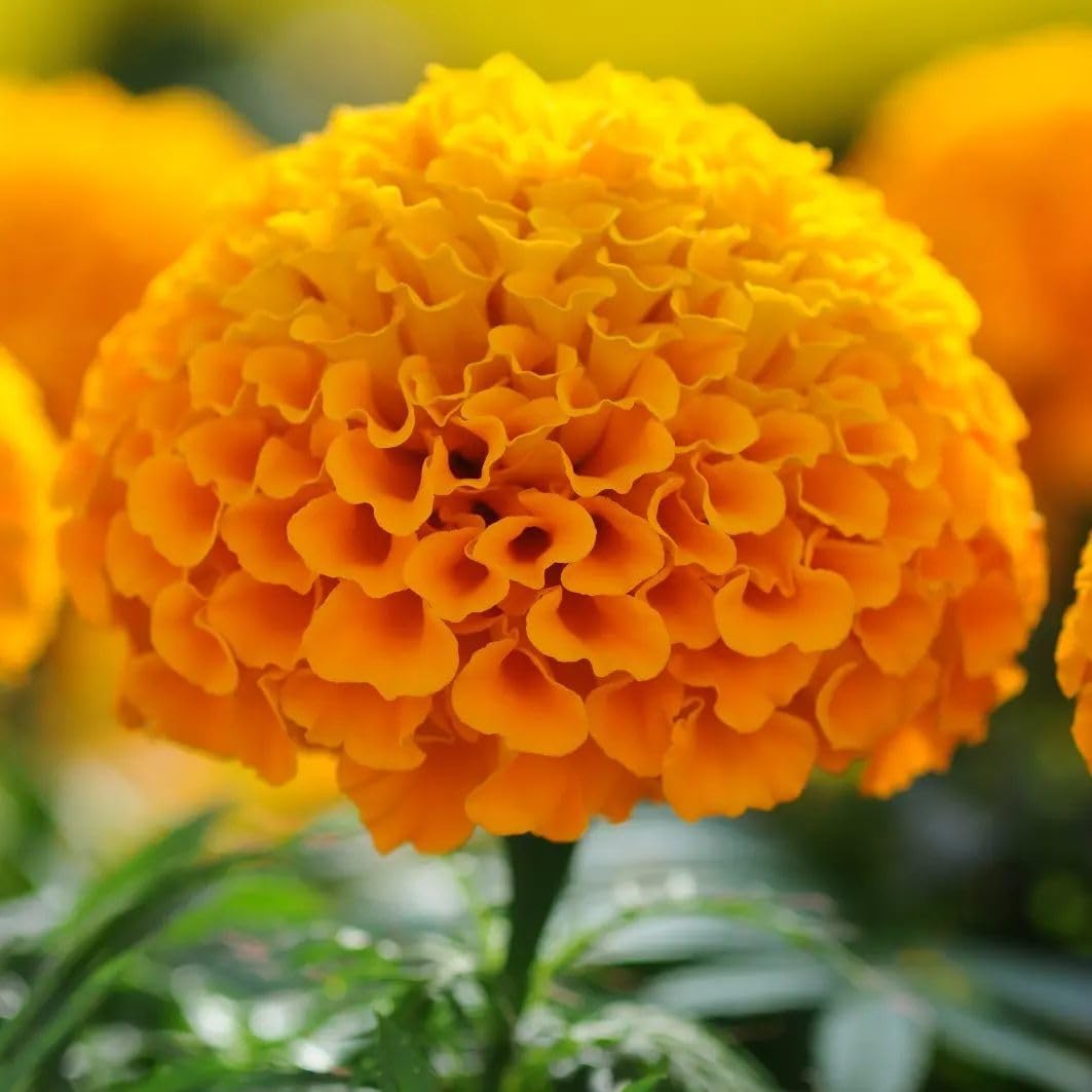 See full amazon price history chart for Marigold Inca Orange Hybrid Flower Seeds | Marigold Orange Flower Seeds For Planting By FLORA SEEDS Marigold Inca Orange Hybrid Flower Seeds | Marigold Orange Flower Seeds For Planting By FLORA SEEDS (B0BT6W1NN6) Amazon Price History, Amazon Price Tracker
