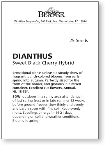 Miniatura 3 de Burpee Sweet Black Cherry Dianthus Seeds 25 semillas