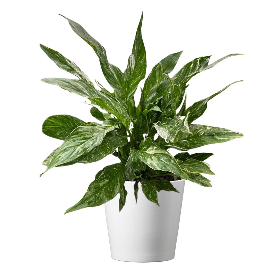American Plant Exchange Domino Peace Lily