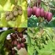 Kiwibaum Kiwibeeren Set "Bestseller Quintett" Mini-Kiwi