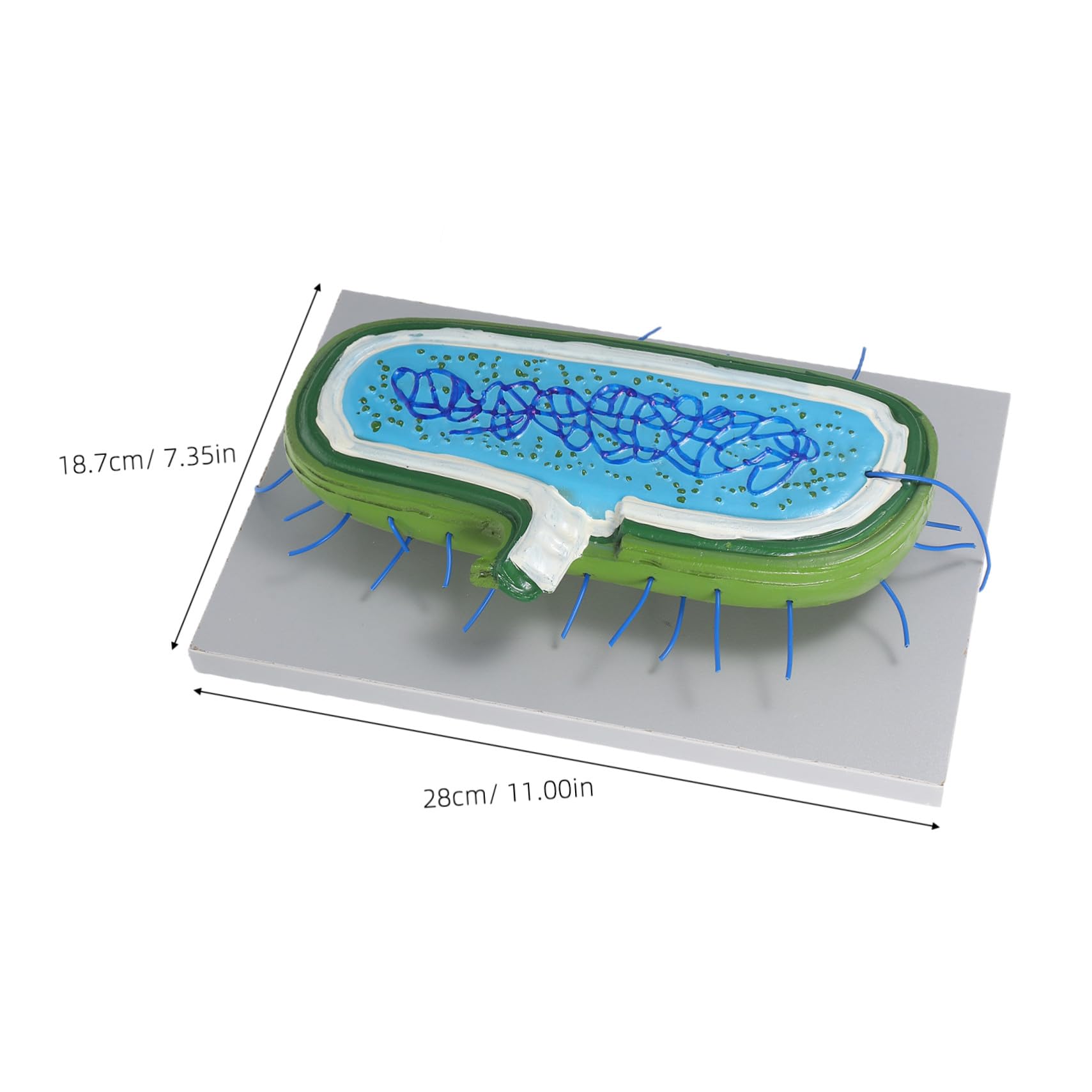 Zellstrukturmodell für Biologieunterricht Anatomisches Modell mit Organellen Kernmodell für Schüler Unterrichtsmodell aus Langlebigen Materialien