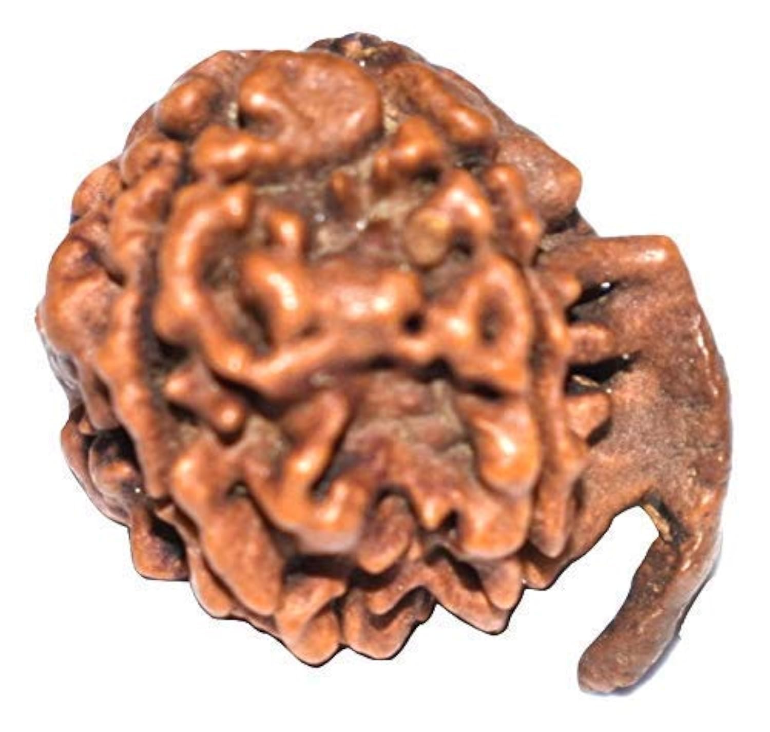 REBUY 5 Mukhi Ganesh JI Nepali Rudraksha Bead Original Rudraksh for Men and Women