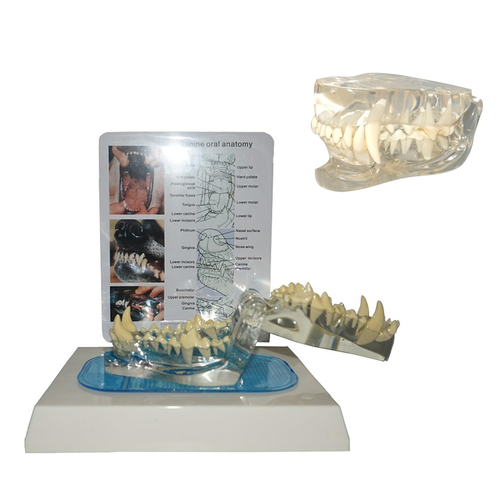 Dent canine de chien pour éducation de la physiologie et démonstration vétérinaire précise - 8