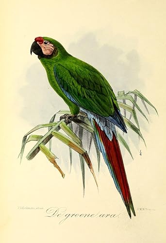 Póster Posterazzi Onze Vogel 1869 Green Parrot de J.G. Keulemans, (24 x 36)