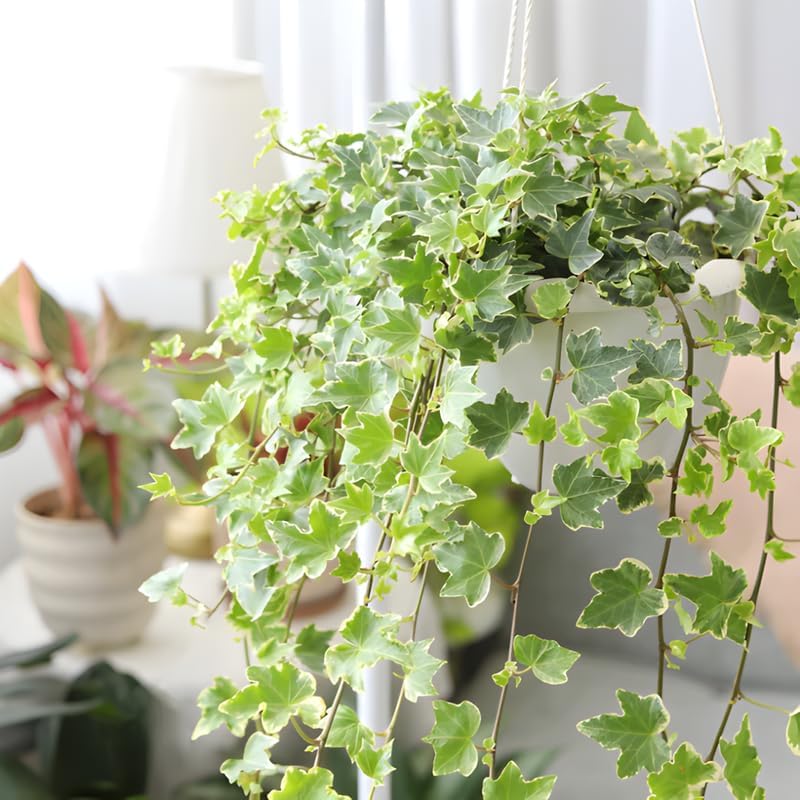 Glacier English Ivy - Planta viva en maceta de 4 pulgadas  Planta de interior de hiedra inglesa abigarrada con hojas de color verde plateado  Planta