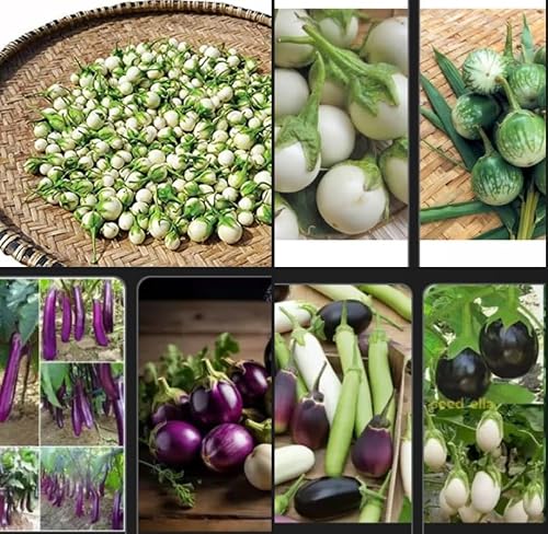 Big pak This is A Mix 150++ Count Asian Eggplant Mix Seeds 15 Varieties Heirloom Non-GMO Aubergine, Asian, Indian, Italian, White, Profilic, Super Delicious, from USA ca phao Thai Eggplant Round