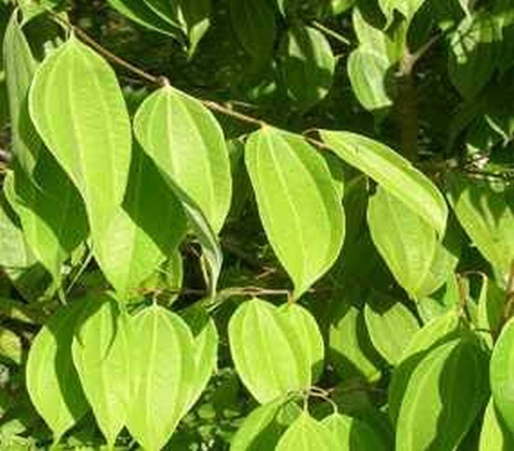 Creative Farmer Cinnamon Sapling Plants, Dalchini, Channalavangam, Karuva, Elavangam, Vayana, Dasini Chekka, Darusita (B08P5R84D2) Amazon Price History, Amazon Price Tracker