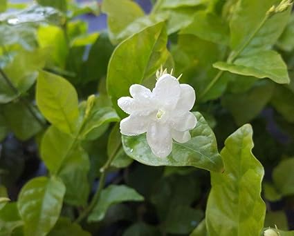 Amazon Com 1 Jasmine Sambac Orleans 女傭 茶茉莉花香花活入門植物 露臺 草皮與花園