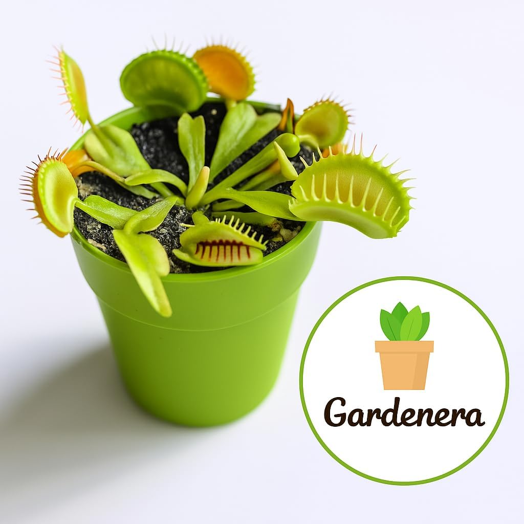 Gardenera Professional Carnivorous Plant Soil - Ready to Use for Venus Flytraps, Sundews, Pitcher Plants, Butterworts | Peat Moss, Coco Coir, Perlite - 3 Quart Bag