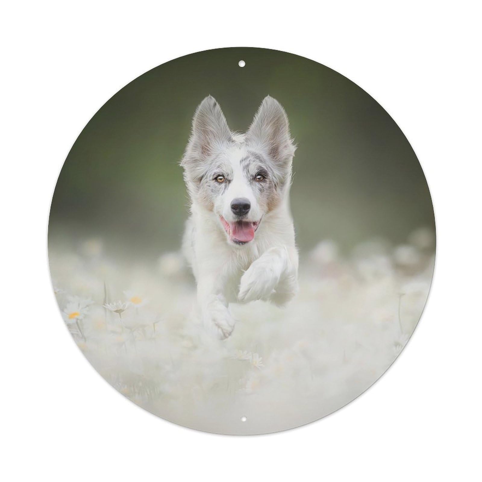 Cwbufd Vintage Style Animal - Border Collie Running In White Daisy Meadow With Playful Energy Vintage Metal Tin Sign Plaque Wall Decor For Cafe, Club Bar, Office, Garden Metal Poster 8X8inch