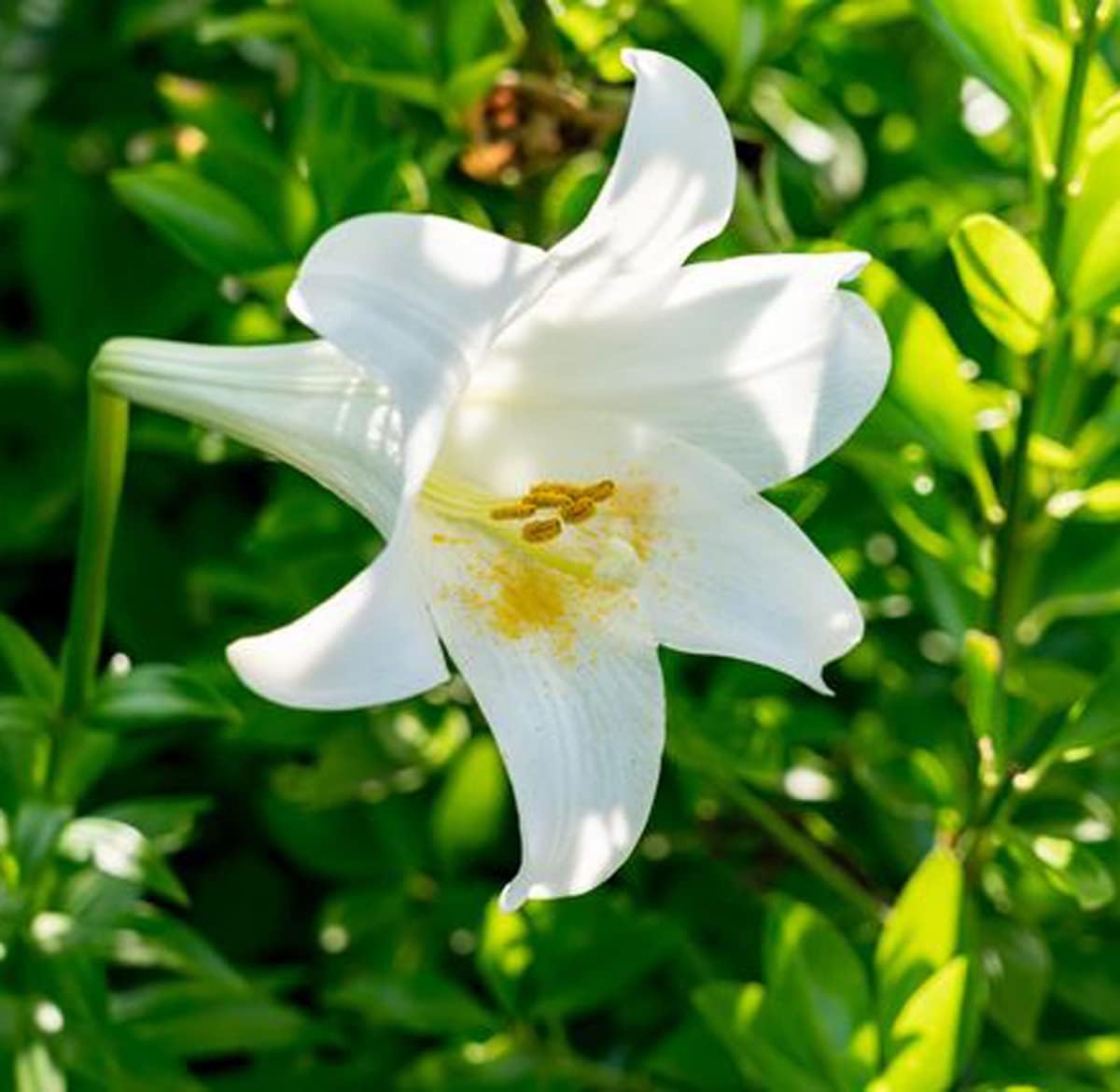 Amazon リアル花ノ香 百合 百合 Yuri 15ml 香水 フレグランス 通販