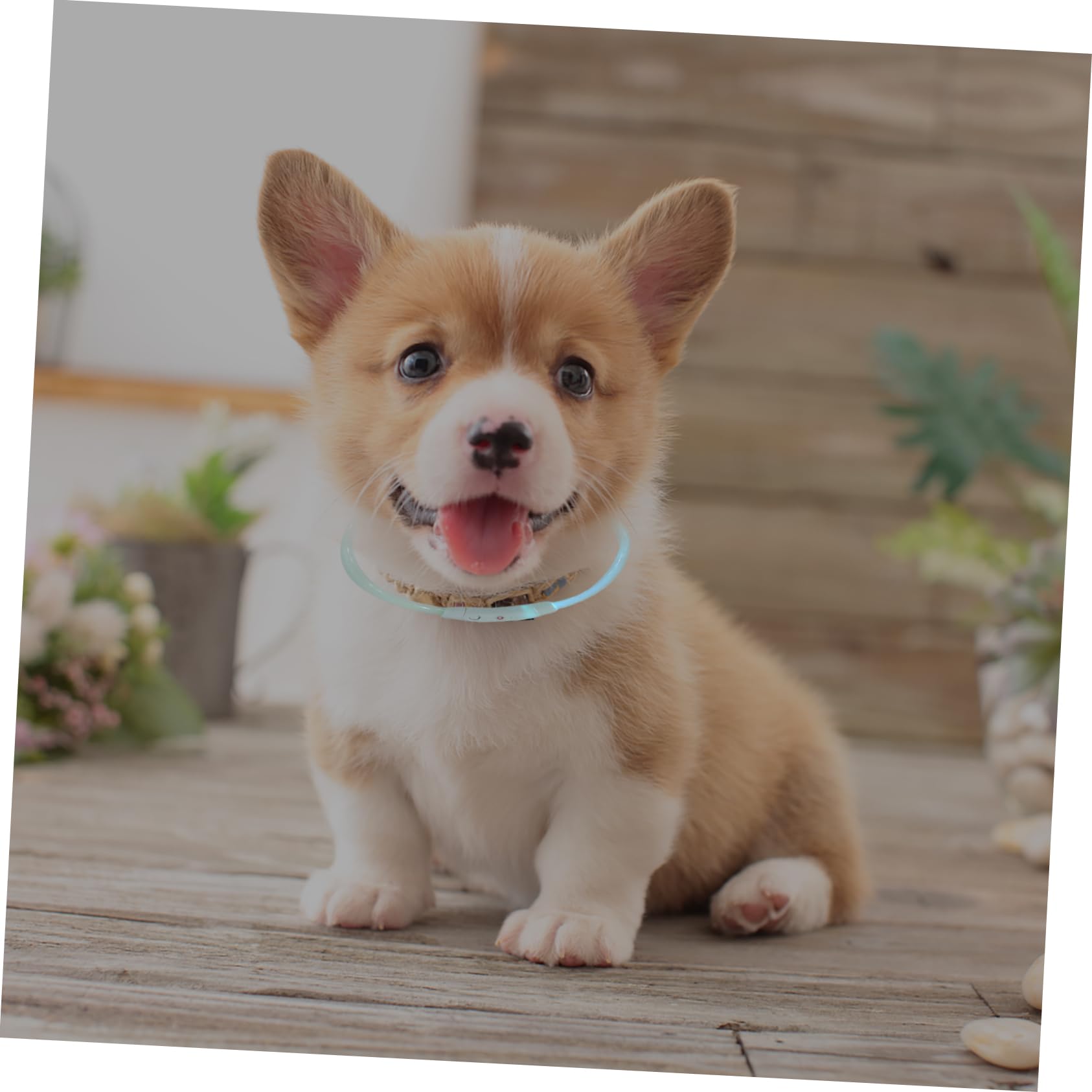3 Piezas Collar De Mascota Collar Perro Pequeño USB Lámpara De Seguridad El Plastico