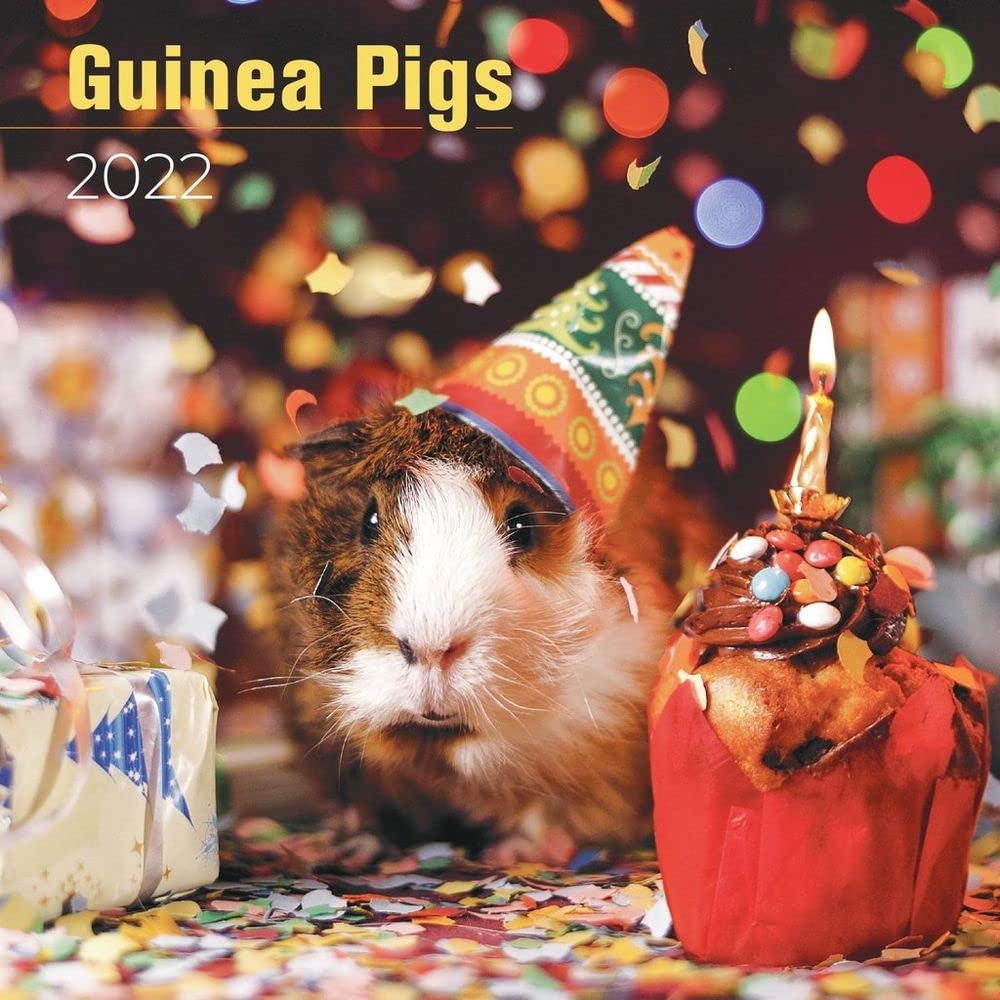 Amazon.com : 2023 2024 Guinea Pigs Calendar - Cute Animal Monthly Wall  Calendar - 12 x 24 Open - Thick No-Bleed Paper - Giftable - Academic  Teacher's Planner Calendar Organizing & Planning - Made in USA : Office  Products