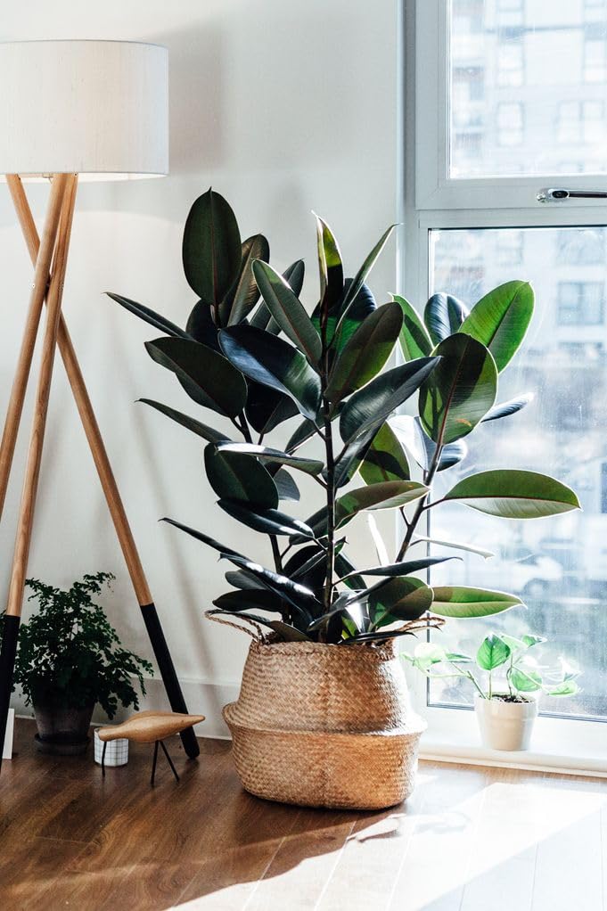 See full amazon price history chart for Rubber plant indoor live plant big size with pot,live plant for big size indoor rubber plant with pot (Pack of 1) Rubber plant indoor live plant big size with pot,live plant for big size indoor rubber plant with pot (Pack of 1) (B0CTKM5TXC) Amazon Price History, Amazon Price Tracker