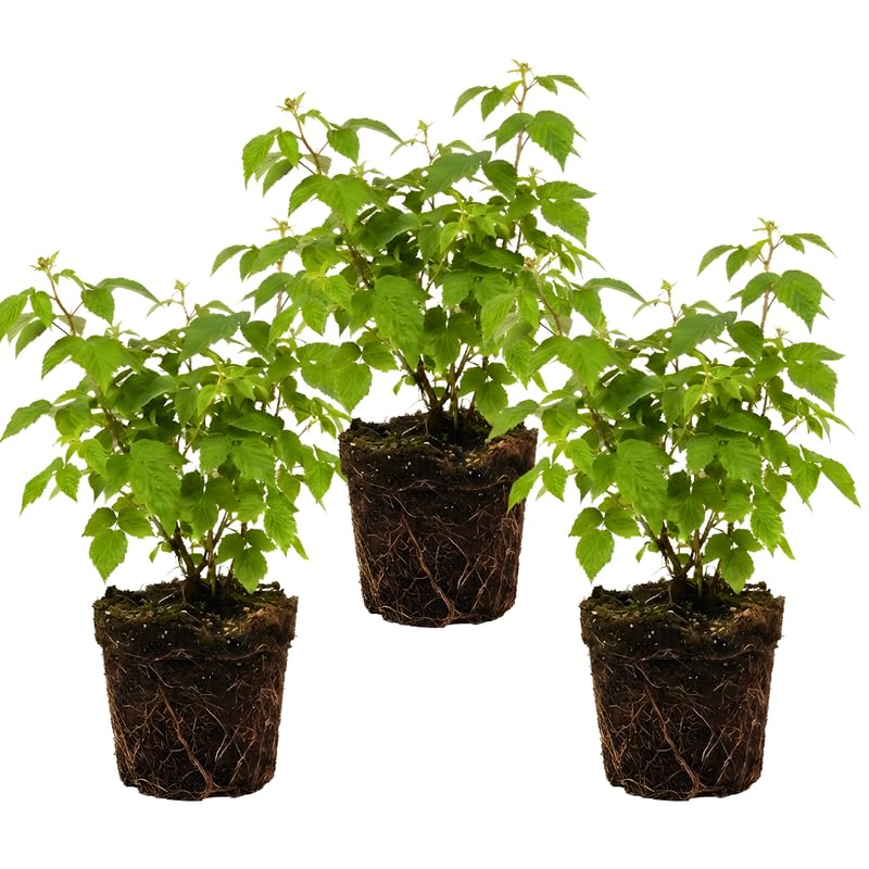3 Cumberland Black Raspberries Live Plant, 12-24 Inch Tall Fruit Tree, Juicy & Sweet Berries, Suitable for Outdoor Garden, Backyard Planting & Landscape Use