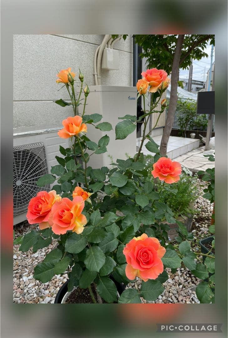 Amazon|バラ苗オレンジ 挿し木苗|観葉植物 オンライン通販 Amazon|バラ苗オレンジ 挿し木苗|観葉植物 オンライン通販