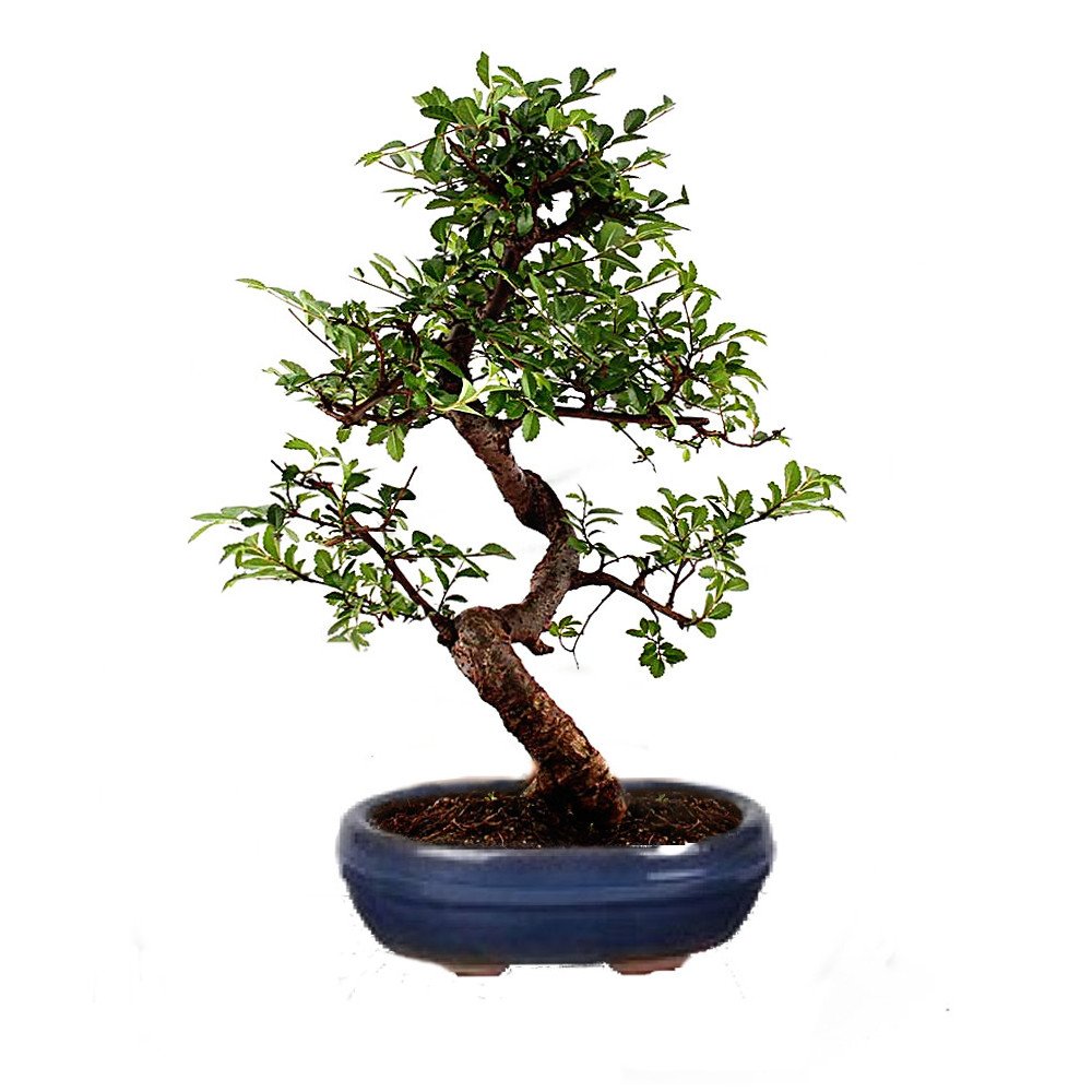 The Bonsai Plants Live Chinese Elm Bonsai Tree (B078VW87HW) Amazon Price History, Amazon Price Tracker