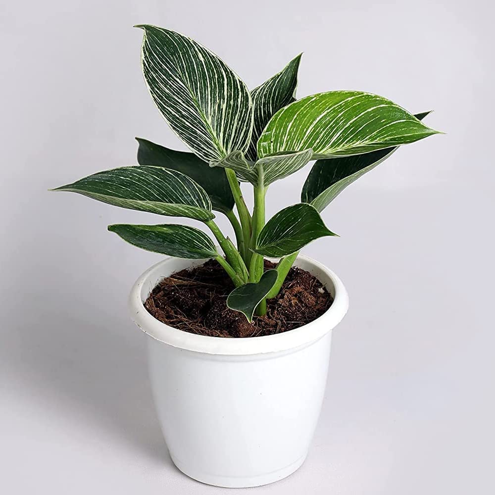 CAPPL Exotic Philodendron Birkin (White) Rare Imported Natural Live Indoor Plant With Flower Pot For Home, Garden, Décor and Any room