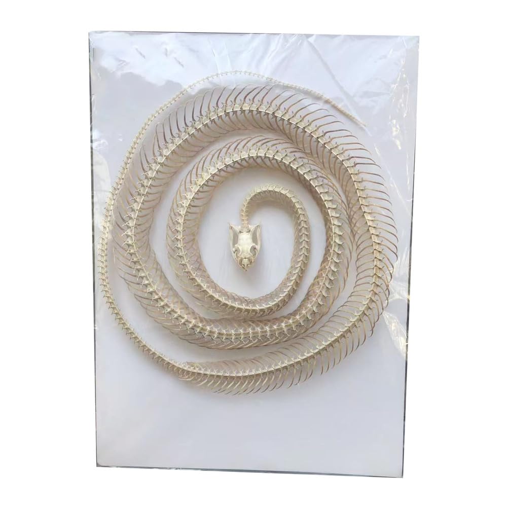 Scheletro di Serpente tassidermizzato 1m/39,37 Pollici, Forniture di tassidermia per l'educazione scientifica, Regalo Speciale