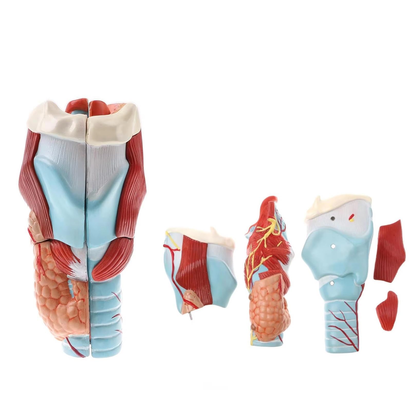 2 x model anatomii powiększonej krtani gardła, 5-częściowy oznakowany model narządów gardła do nauczania medycznego