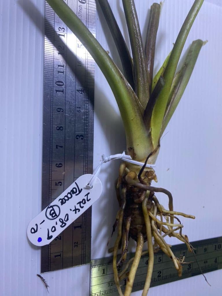 Amazon.co.jp: タッカ シャントリエリ苗 Tacca chantrieri(Black Bat