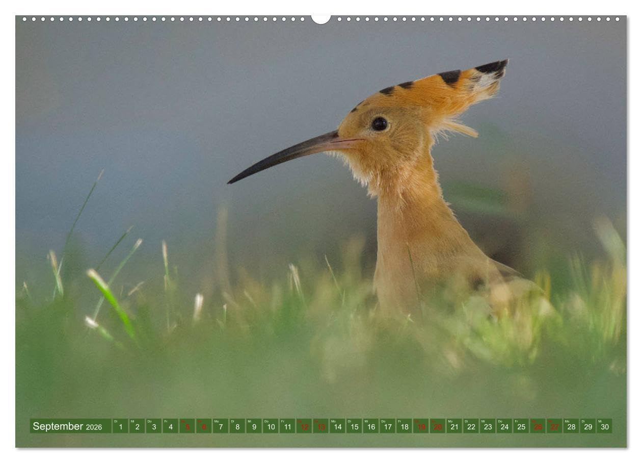 Geliebtes Federvieh (Wandkalender 2026 DIN A2 quer), CALVENDO Monatskalender: Eine Sammlung von Vogel-Fotografien, unterschiedlicher Arten und Familien. (CALVENDO Tiere)