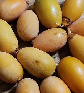 Canary Island Date Palm Tree Seeds 10 Fresh Seeds 2025 Phoenix canariensis