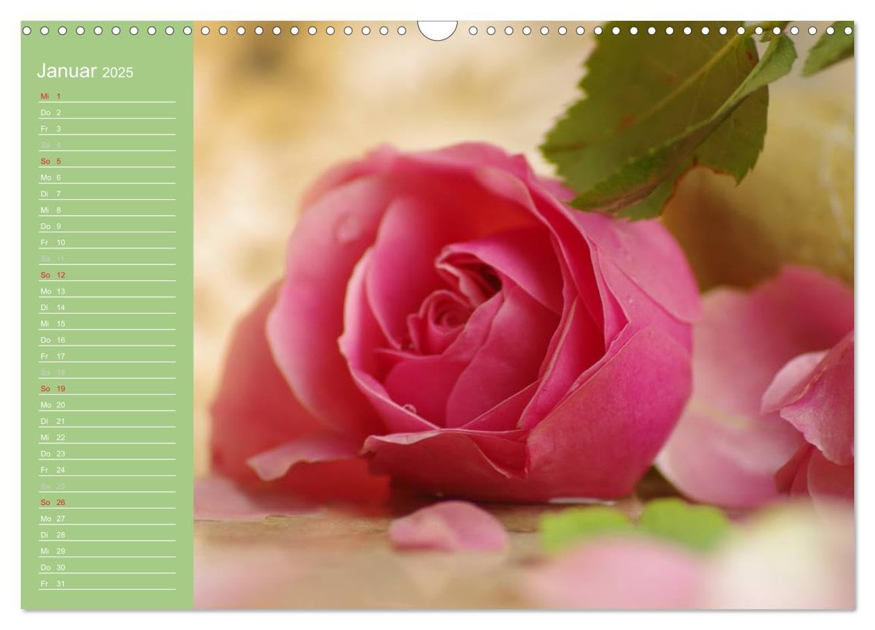 Rosen Blüten Terminkalender (Wandkalender 2025 DIN A3 quer), CALVENDO Monatskalender: Ein Terminkalender in dem die Schönheit und die Vielfältigkeit der Rosen zu sehen ist (CALVENDO Natur)