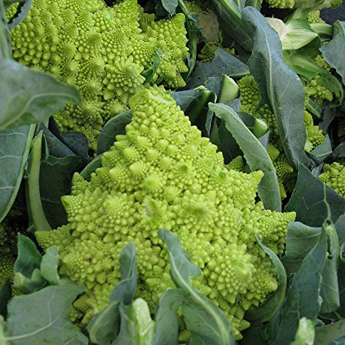 「極旨!ロマネスコ ユーロスター カリフラワーの苗 3個セット」 【野菜苗9cmポット 3個セット】ロマネスコの中でも安定した生育のユーロスターという品種です。ロマネスコは、サンゴ礁のように粒々が集まって作られる、おもしろい見た目の野菜です。フラクタルの構造をもち見事に美しい先が尖った螺旋状の模様を描き、自然のアート作品のようです。イタリア・ローマが発祥で、ブロッコリーやカリフラワーと同じように花蕾のところを味わって楽しみます。シャキシャキ、コリコリとしていて歯ごたえがよく、炒めものやパスタ、スープの具材に