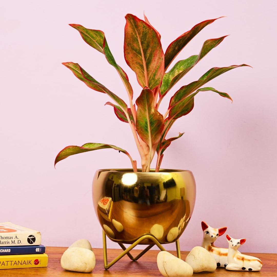 Modern Golden Glossy Metal Planter With Gold Finish Stand (Pot Dia: 5.9 Inch), For Indoor & Outdoor Plants, Home & Office Decor, Table Top (Golden Pot With Stand)