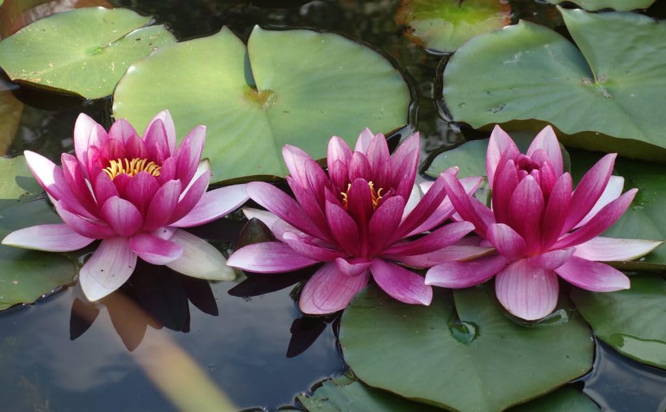 Image of All Season Lotus Flower Hybrid Japanese Lotus Flower Seeds | 30 Seeds /Pack | 95% Germination Rate |