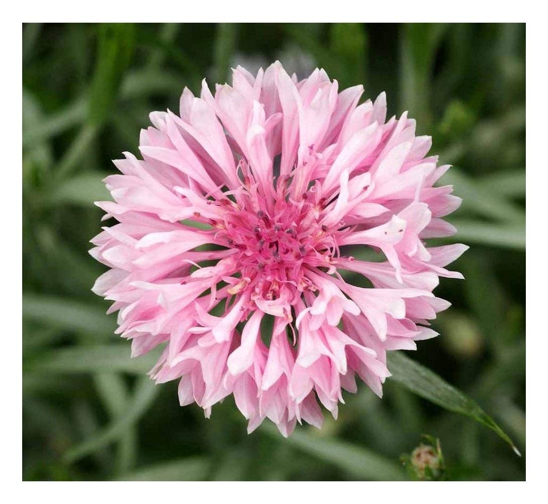 PREMIER SEEDS DIRECT - Cornflower Seeds - Pink (36 Grams)