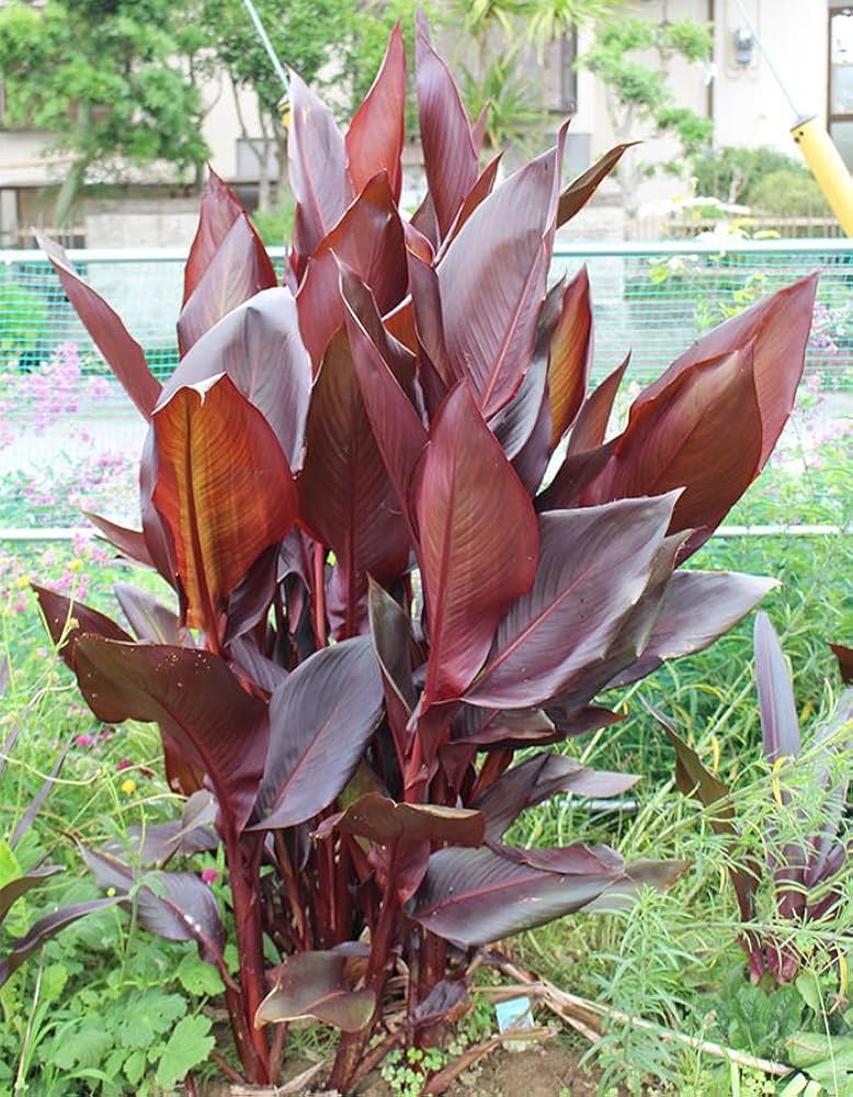 銅葉カンナ １苗100円 球根 草丈あるので上部カット ブラックリーフ Amazon.co.jp: ハッピーガーデン 花苗 カンナ オーストラリア 1鉢 4.5