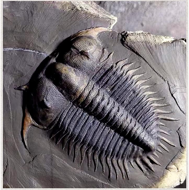 [JUNENTER] レトロ真鍮トリロビタキーチェーンペンダントカーキーチェーンカーキーチェーンアクセサリー（スターリングシルバー）