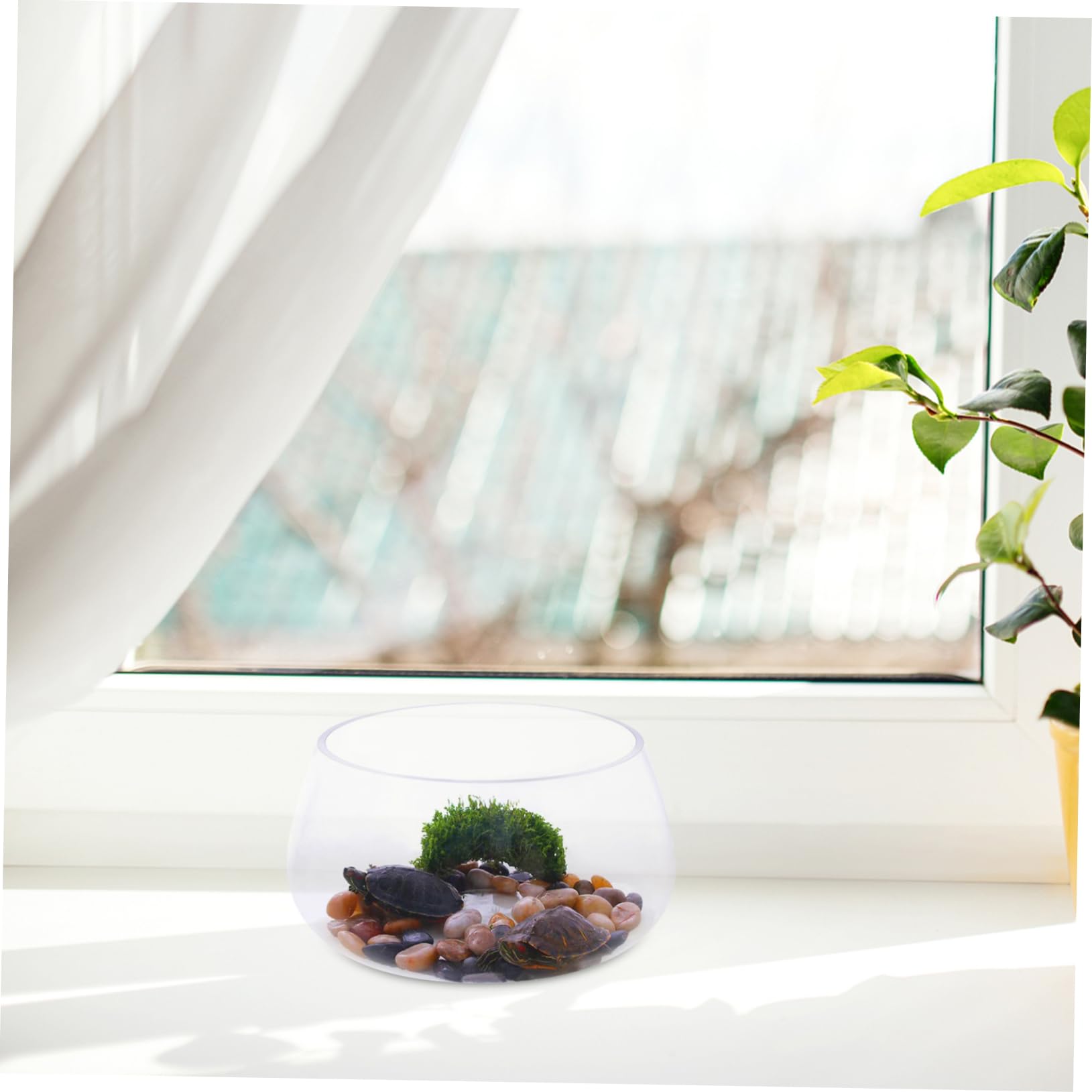 Ciieeo Großes Fischglas Aus Glas Dekorative Schale Für Zuhause Und Büro Glas Landschaftsaquarium
